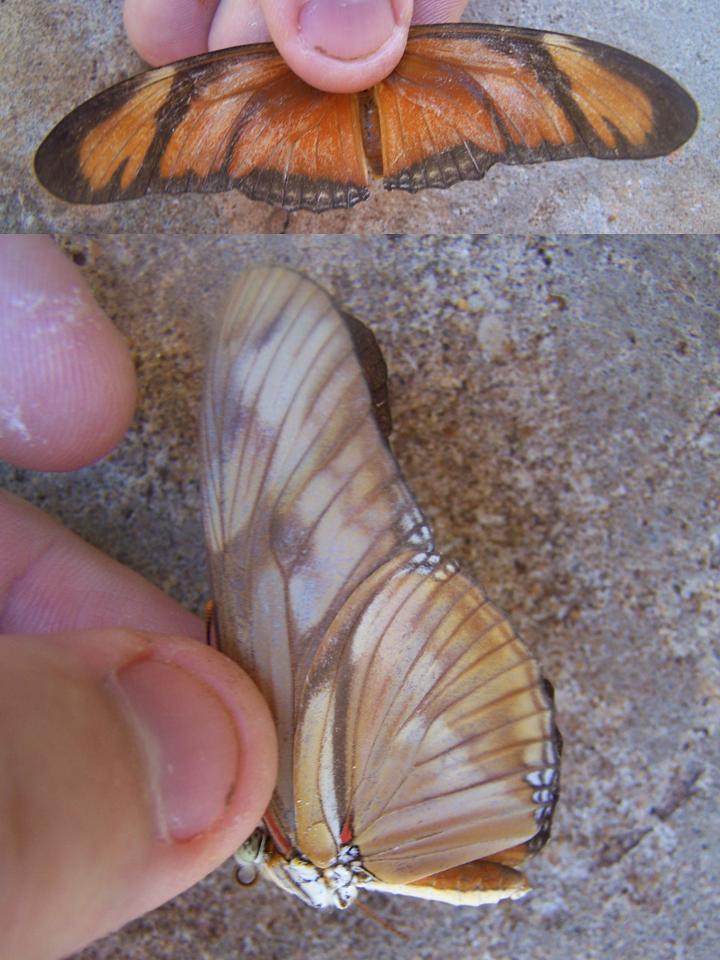 FIGURE 2e FIGURE 2e